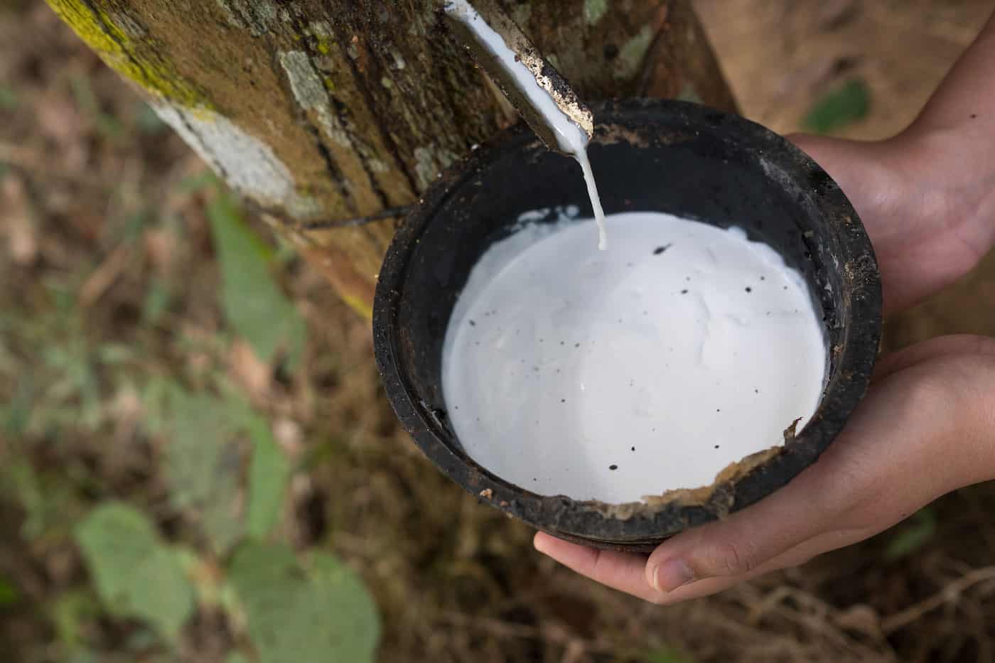 Rubber Trees: How Your Latex Mattress Is Made - Natural Sustainable